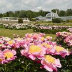 VDU Botanikos sodas. Nuotrauka: ©lietuvosgamta.lt