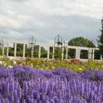 VDU Botanikos sodas. Nuotrauka: ©lietuvosgamta.lt