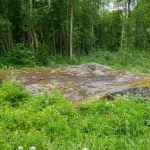 Akmuo Daubos kūlis. Nuotrauka: ©lietuvosgamta.lt