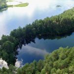 Asalnų pušis. Šaltinis: © lietuvosgamta.lt