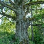 Balčių ąžuolas. Nuotrauka: ©lietuvosgamta.lt