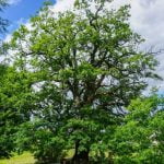 Bėčiūnų ąžuolas. Nuotrauka: ©lietuvosgamta.lt