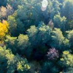 Borų miško pušis. Nuotrauka: ©lietuvosgamta.lt