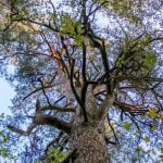 Borų miško pušis. Nuotrauka: ©lietuvosgamta.lt