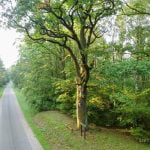 Didysis Širvinto ąžuolas. Nuotrauka: ©lietuvosgamta.lt