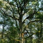 Didysis Širvinto ąžuolas. Nuotrauka: ©lietuvosgamta.lt