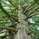 Didžioji tuja. Nuotrauka: ©lietuvosgamta.lt