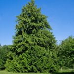 Didžioji tuja. Nuotrauka: ©lietuvosgamta.lt