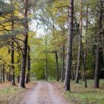 Dubravos arboretumas. Nuotrauka: ©lietuvosgamta.lt