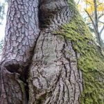 Dubravos Dvyniai. Nuotrauka: ©lietuvosgamta.lt