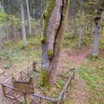 Dubravos Dvyniai. Nuotrauka: ©lietuvosgamta.lt