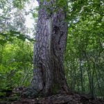 Gelgaudiškio pušis. Nuotrauka: ©lietuvosgamta.lt