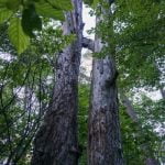 Gelgaudiškio pušis. Nuotrauka: ©lietuvosgamta.lt