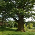 Glitiškių ąžuolas. Nuotrauka: ©lietuvosgamta.lt