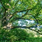 Globio ąžuolas. Nuotrauka: ©lietuvosgamta.lt