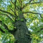 Globio ąžuolas. Nuotrauka: ©lietuvosgamta.lt