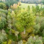 Gojaus miško ąžuolas