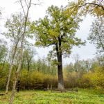 Gojaus miško ąžuolas