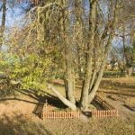 Grigaliūno liepa. Nuotrauka: ©lietuvosgamta.lt