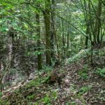 Kačaičių piliakalnis. Nuotrauka: ©lietuvosgamta.lt