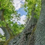 Kalniukų ąžuolas. Nuotrauka: ©lietuvosgamta.lt