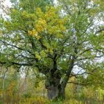 Karvelių ąžuolas. Nuotrauka: ©lietuvosgamta.lt