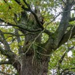 Karvelių ąžuolas. Nuotrauka: ©lietuvosgamta.lt