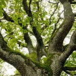 Klykių ąžuolas. Šaltinis: © lietuvosgamta.lt