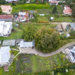 Lampėdžių liepa Gražuolė. Nuotrauka: ©lietuvosgamta.lt