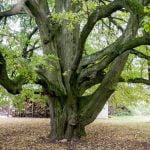 Lampėdžių liepa Gražuolė. Nuotrauka: ©lietuvosgamta.lt