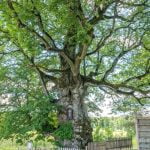 Liepa Motinėlė. Nuotrauka: ©lietuvosgamta.lt