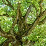 Liepa Motinėlė. Nuotrauka: ©lietuvosgamta.lt