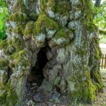 Liepa Motinėlė. Nuotrauka: ©lietuvosgamta.lt