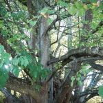 Liškiavos liepa. Nuotrauka: ©lietuvosgamta.lt