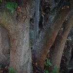 Liškiavos liepa. Nuotrauka: ©lietuvosgamta.lt