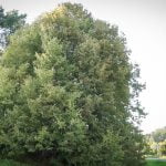 Liškiavos liepa. Nuotrauka: ©lietuvosgamta.lt