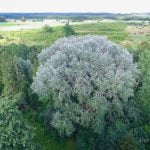 Mukulių tuopa. Nuotrauka: ©lietuvosgamta.lt