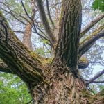 Mukulių tuopa. Nuotrauka: ©lietuvosgamta.lt