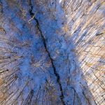 Narkūnų piliakalnis. Nuotrauka: ©lietuvosgamta.lt