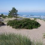 Palangos piliakalnio su gyvenviete gyvenvietė. Nuotrauka: ©lietuvosgamta.lt