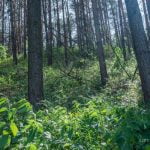 Papalazdijų piliakalnis su gyvenviete. Nuotrauka: ©lietuvosgamta.lt