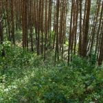 Papalazdijų piliakalnis su gyvenviete. Nuotrauka: ©lietuvosgamta.lt