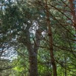 Pažemio pušis. Nuotrauka: ©lietuvosgamta.lt