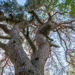 Pažemio pušis. Nuotrauka: ©lietuvosgamta.lt