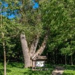 Raudonės juodoji tuopa. Nuotrauka: ©lietuvosgamta.lt