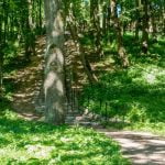 Raudonės juodoji tuopa. Nuotrauka: ©lietuvosgamta.lt