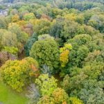 Raudonės liepa. Nuotrauka: ©lietuvosgamta.lt