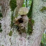 Raudonės liepa. Nuotrauka: ©lietuvosgamta.lt