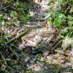 Riklikų šaltinis. Nuotrauka: ©lietuvosgamta.lt