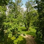 Salantų kaštonas. Nuotrauka: ©lietuvosgamta.lt